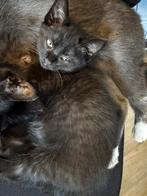 Twee lieve zwarte kittens – 9 weken oud – €50 per stuk, Dieren en Toebehoren, Katten en Kittens | Overige Katten, Meerdere dieren