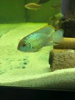 Electric blue acara, Vis, Zoetwatervis, Schoolvis