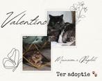 Ragoll X Main coone XL kitten mix, Dieren en Toebehoren, Kater, Ontwormd, 0 tot 2 jaar