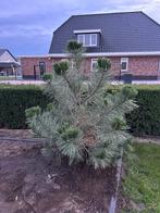Pinus sylvestris (Grove den) – 160–180 cm | Bodemkenner, Tuin en Terras, Planten | Bomen, Volle zon, Bloeit niet, 100 tot 250 cm