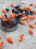 Koppel rood vetstof kanaries, Dieren en Toebehoren, Meerdere dieren, Kleurkanarie