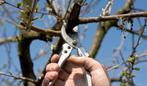 Fruitbomen snoeien boomverzorging