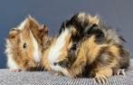 Twee lieve baby cavia broertjes met mooie borstels, Dieren en Toebehoren, Knaagdieren, Cavia, Mannelijk, Tam, Oktober