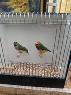Koudkweek Gouldamadines., Dieren en Toebehoren, Vogels | Overige Vogels, Meerdere dieren, Tropenvogel