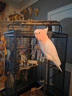 Inca kaketoe super lief en tam, Dieren en Toebehoren, Vogels | Parkieten en Papegaaien, Mannelijk, Papegaai