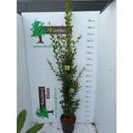 Carpinus betulus Fastigiata - Zuilbeuk, Tuin en Terras, Planten | Bomen, Ophalen, Bloeit niet, Halfschaduw, Overige soorten