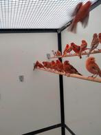 Rood agaat kanaries, Dieren en Toebehoren, Vogels | Kanaries, Meerdere dieren, Kleurkanarie