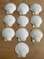 10 Kleine Sint Jacobs Schelpen., Ophalen of Verzenden, Schelp(en)