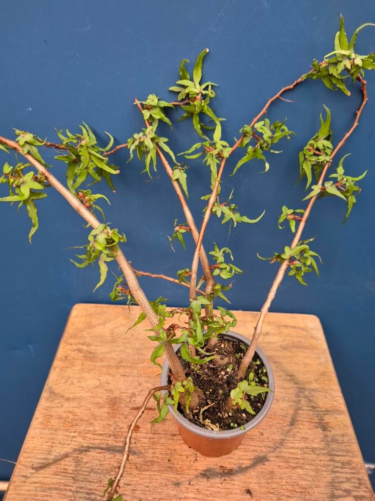 Caudex Begonia Tripartida p9, Ophalen of Verzenden, Halfschaduw, Minder dan 100 cm