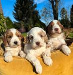 Labradoodle medium klein, Dieren en Toebehoren, Nederland, Overige rassen, 8 tot 15 weken, Meerdere