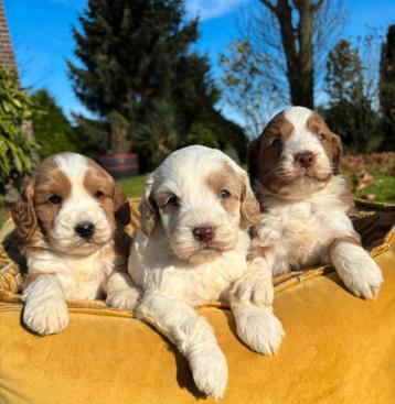 Labradoodle medium klein beschikbaar voor biedingen