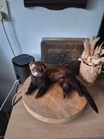 Opgezette bunzing marter achtige, Ophalen of Verzenden, Zo goed als nieuw, Wild dier, Opgezet dier