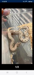 Haakneusslang#slangen#reptielen#haakneuskweekman, Dieren en Toebehoren, Reptielen en Amfibieën, Slang