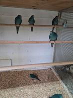 Blauwe kakerikies, Meerdere dieren, Parkiet