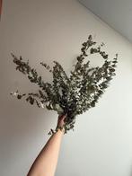 Eucalyptus droogbloemen takken, Ophalen of Verzenden