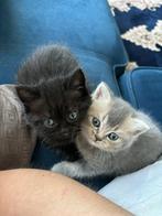 Britse korthaar kittens, Dieren en Toebehoren, Poes, Gechipt, 0 tot 2 jaar