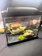 Aquarium, Ophalen of Verzenden, Zo goed als nieuw, Leeg aquarium