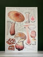 Vleesrode Amanietaffiche - Hans Walty, Ophalen of Verzenden