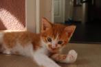 Rode kitten, Dieren en Toebehoren, Kater, Kortharig, 0 tot 2 jaar