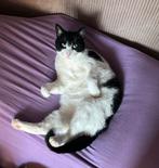 Kat, Dieren en Toebehoren