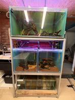 Complete Kweekstelling met bioloog, Ophalen, Zo goed als nieuw, Leeg aquarium