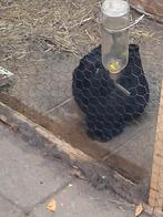 Te koop duitse reusen, Dieren en Toebehoren, Konijnen, Meerdere dieren, Groot, 0 tot 2 jaar