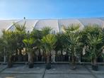 Trachycarpus fortunei, Ophalen of Verzenden, Gehele jaar, Volle zon, Zaad