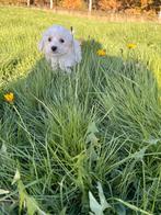 Mini doodle pup, Dieren en Toebehoren, Poedel, Reu, CDV (hondenziekte), 8 tot 15 weken