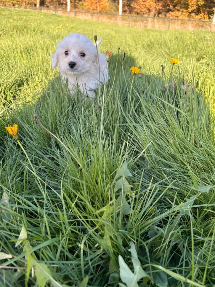 Mini doodle pup, Dieren en Toebehoren, Honden | Chihuahua's en Gezelschapshonden, Reu, Poedel, Particulier, Eén hond, Nederland