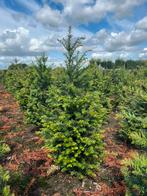 Taxus - wintegroen - haag, Tuin en Terras, Planten | Struiken en Hagen, Ophalen, Taxus, Haag