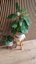 De zaadjes..van de euphorbia kamerplant. Uit Madagascar., Ophalen, Overige soorten, Halfschaduw, In pot