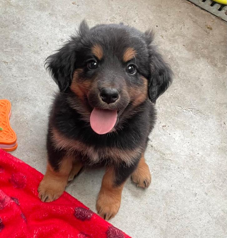 Prachtige gekruisde puppy’s, Dieren en Toebehoren, Honden | Niet-rashonden, Groot, Meerdere dieren, Particulier, Meerdere, Buitenland