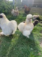 Zijdehoen usa silkie toom volledig over te nemen., Dieren en Toebehoren, Meerdere dieren, Kip