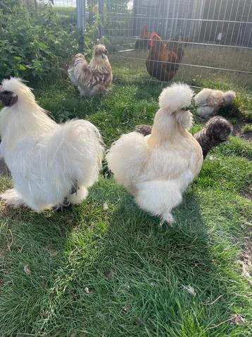 Zijdehoen usa silkie toom volledig over te nemen. beschikbaar voor biedingen