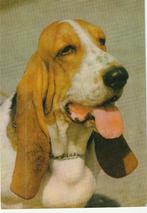 kaart Basset (2), Ophalen of Verzenden, 1980 tot heden, Ongelopen, Hond of Kat