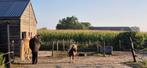 recreatiepony gezocht voor op paddock paradise, Dieren en Toebehoren, Stalling en Weidegang, Weidegang, 1 paard of pony