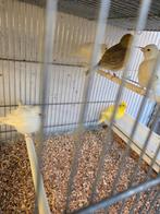 Vife fancy kanaries, Meerdere dieren, Kleurkanarie