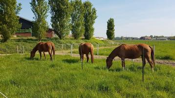 OP ZOEK! Naar een lieve spring/recreatief E-pony beschikbaar voor biedingen