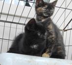 Leuke kittens te koop, Dieren en Toebehoren, Katten en Kittens | Overige Katten, Meerdere dieren, Kortharig, 0 tot 2 jaar