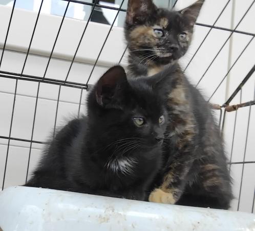 Leuke kittens te koop, Dieren en Toebehoren, Katten en Kittens | Overige Katten, Kortharig, Meerdere dieren, 0 tot 2 jaar