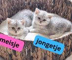 Britse Korthaar Kittens, Dieren en Toebehoren, Meerdere dieren, Gechipt, 0 tot 2 jaar