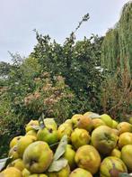 Kweeappel biologisch onbespoten, Diversen, Levensmiddelen, Ophalen