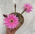 Echinopsis Raspberry Ripple, Kamerplant, Cactus, Stek, Huis en Inrichting, Ophalen of Verzenden, Overige soorten, Minder dan 100 cm