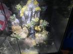 Kikkervis aquarium