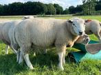 Mooie jonge dekrammen ram lammeren, Dieren en Toebehoren, Schapen, Geiten en Varkens, Mannelijk, Schaap