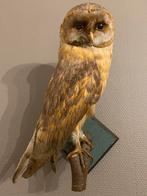 Opgezette kerkuil, Ophalen of Verzenden, Gebruikt, Vogel, Opgezet dier