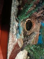 Zoetwaterkreeft, cherax quadricarinatus, Kreeft, Krab of Garnaal, Zoetwatervis