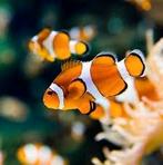 Vissen/koralen/slakken zeeaquarium gezocht, Dieren en Toebehoren, Overige typen