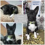 Pups zoeken een thuis, asielhondje, Particulier, 15 weken tot 1 jaar, Overige rassen, Buitenland