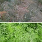 Venkel (kruid)  zaden, Verzenden, Zaad